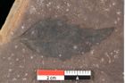 Foto (Detailsansicht) von Quercus palaeoilex Ettingshausen (NHMW-GEO-2024-0188-0876)